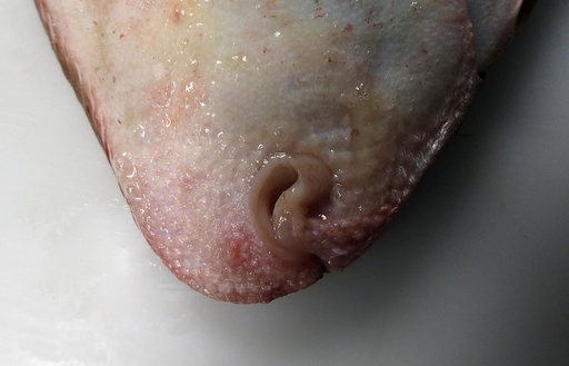 Sole Fraîche