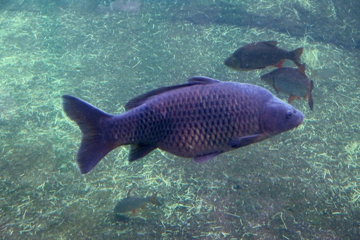Carpe